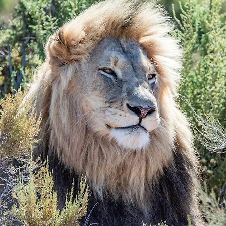 Mont Eco Game Reserve Montagu Exterior foto