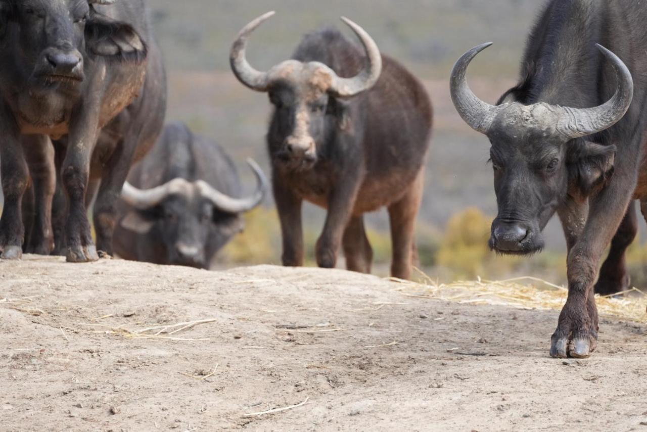 Mont Eco Game Reserve Montagu Exterior foto