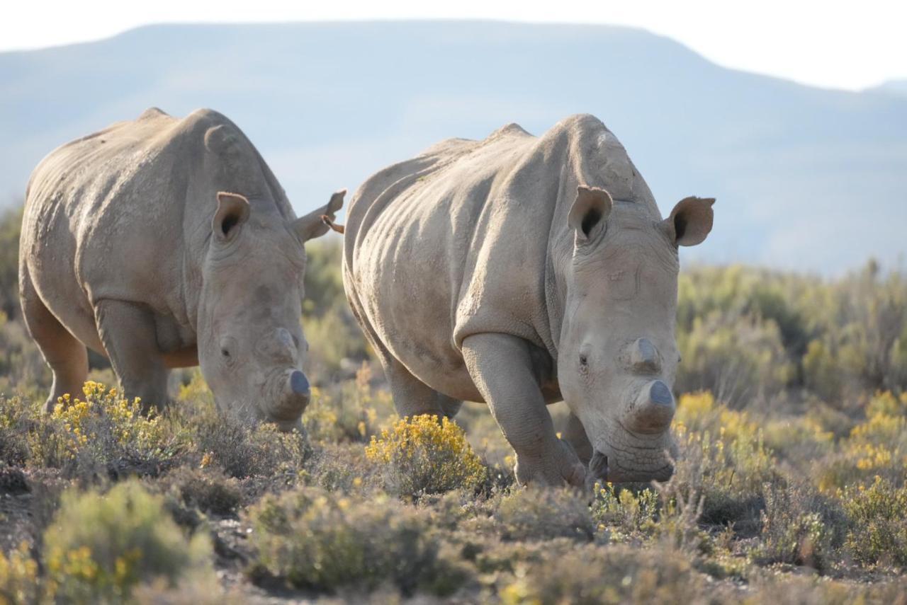 Mont Eco Game Reserve Montagu Exterior foto