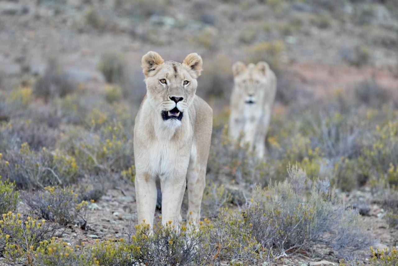 Mont Eco Game Reserve Montagu Exterior foto