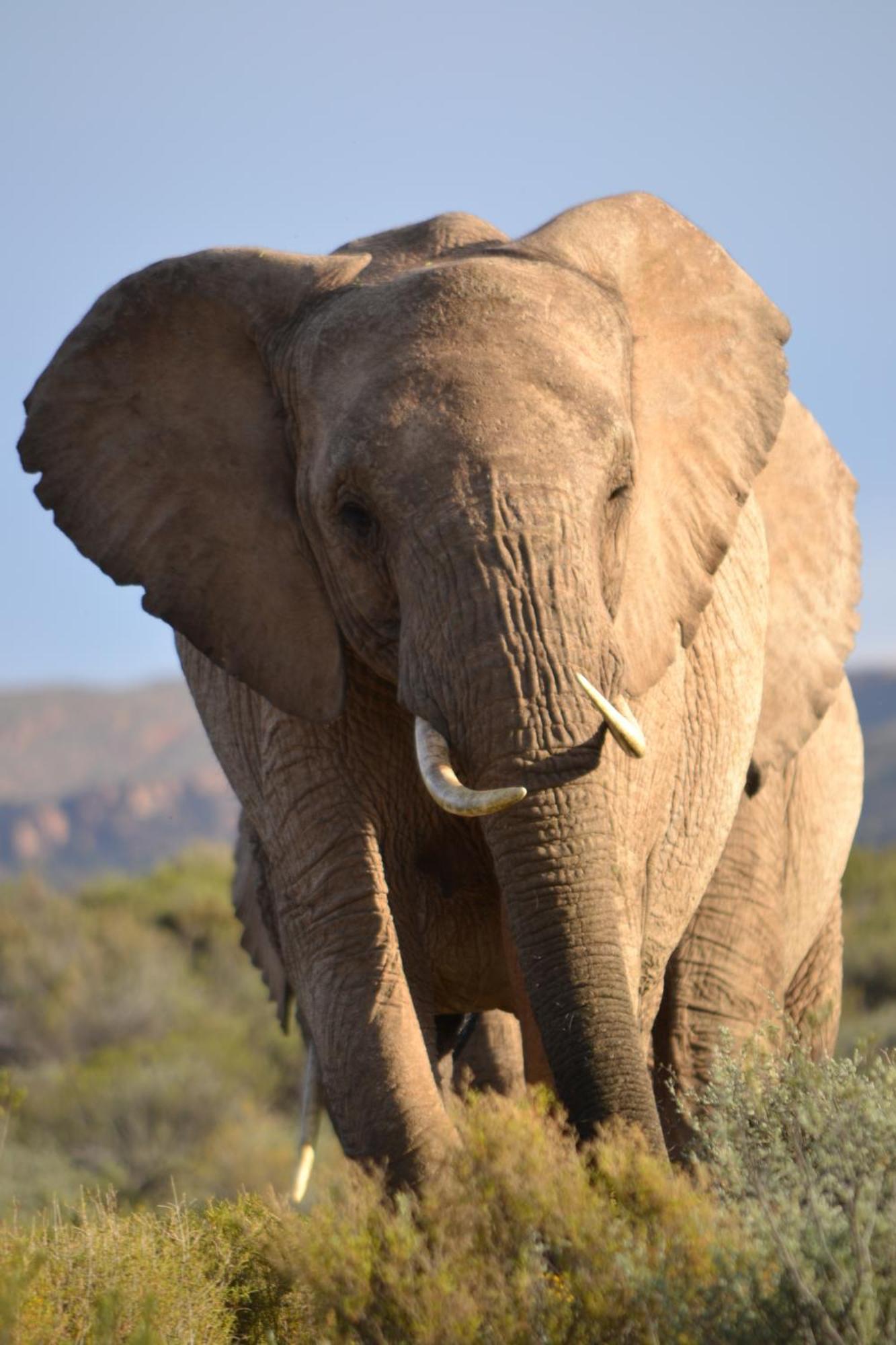 Mont Eco Game Reserve Montagu Exterior foto